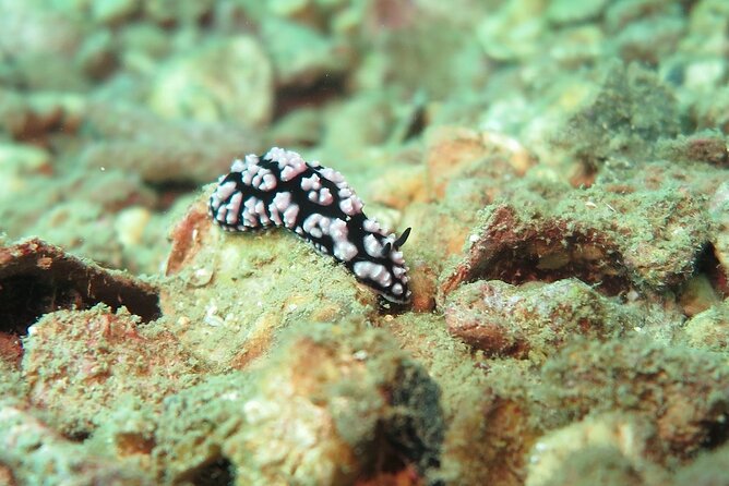 Chumphon Pinnacle-Koh Tao 2 dive trip for certified divers - Koh Tao: a second site before lunch and the return