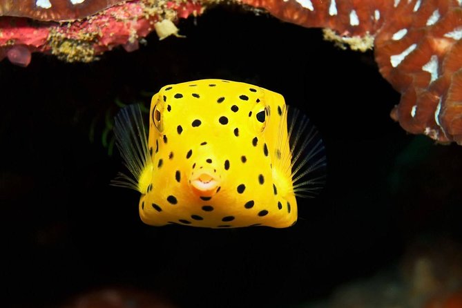 Chumphon Pinnacle-Koh Tao 2 dive trip for certified divers - Small groups and guide attention