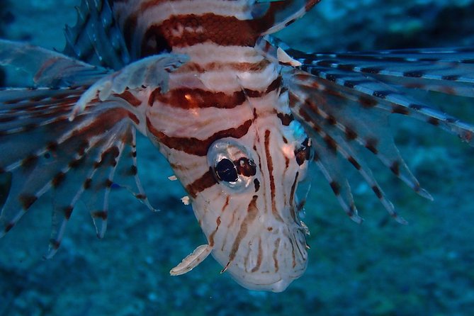 Chumphon Pinnacle-Koh Tao 2 dive trip for certified divers - Why your certification and recent experience matter