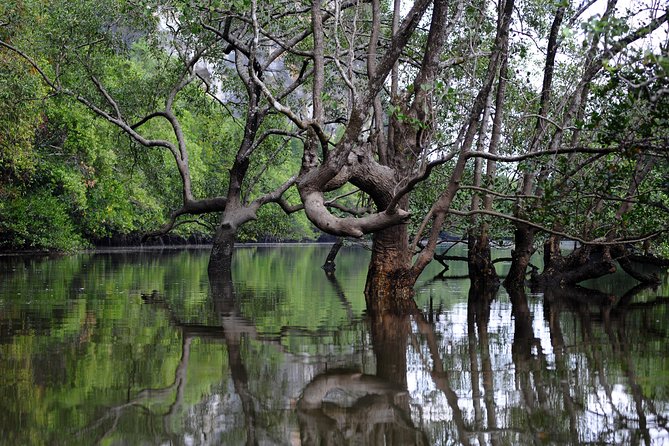 Deep Mangrove and Canyon Kayak Tour in Krabi - The guide can make or break the morning