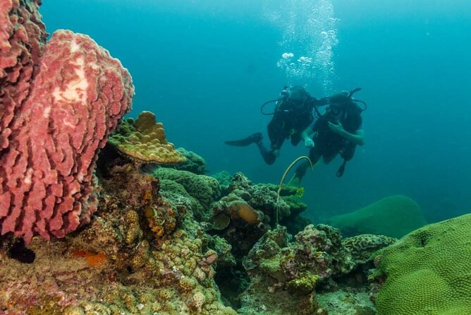 Discover SCUBA Diving - Key points to know before you book