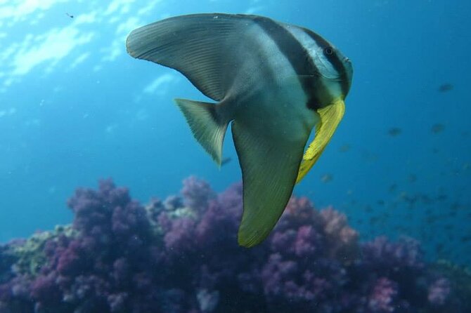 Discover SCUBA Diving - Practical planning for your Ko Lipe morning