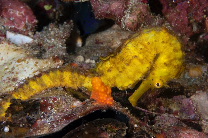 Discover Scuba Diving in Koh Lanta, Thailand - What This Koh Lanta Day Is Really Offering