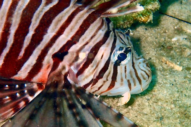 Discover Scuba Diving, try dive for beginners ( Start at Ko Kut) - Four Things to Know Before You Book