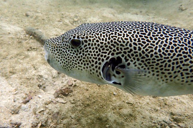 Discover Scuba Diving, try dive for beginners ( Start at Ko Kut) - What This Ko Kut Experience Is Really For