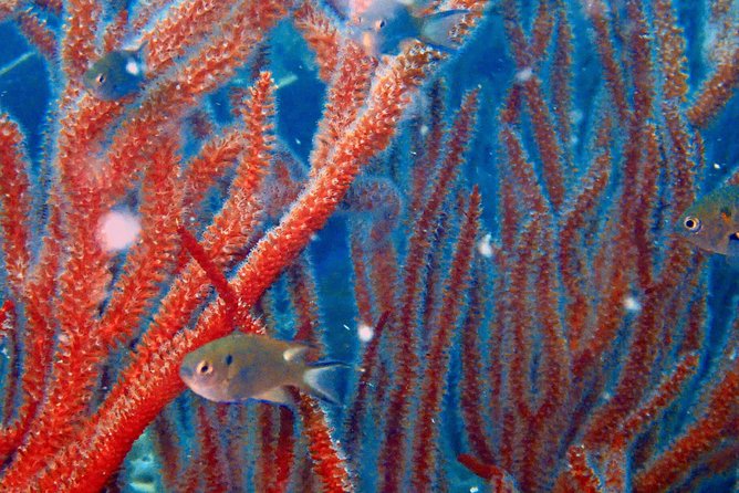 Dive trip with 2 dives (start from Ko Kut) - Leaving Koh Kood for Koh Rang National Park