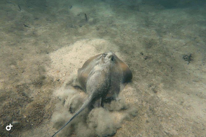 Dive trip with 2 dives (start from Ko Kut) - Practical details that affect your day