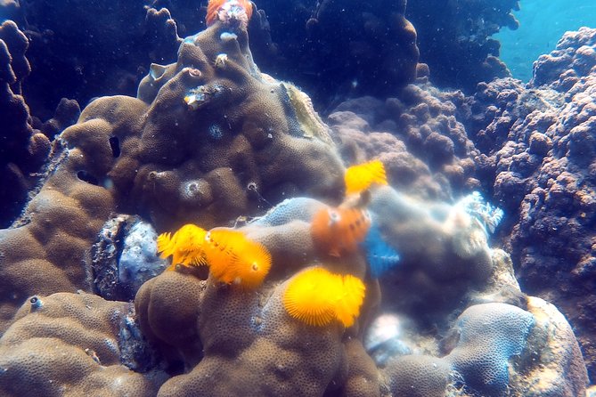 Dive trip with 2 dives (start from Ko Kut) - What the praise tells you about the operation