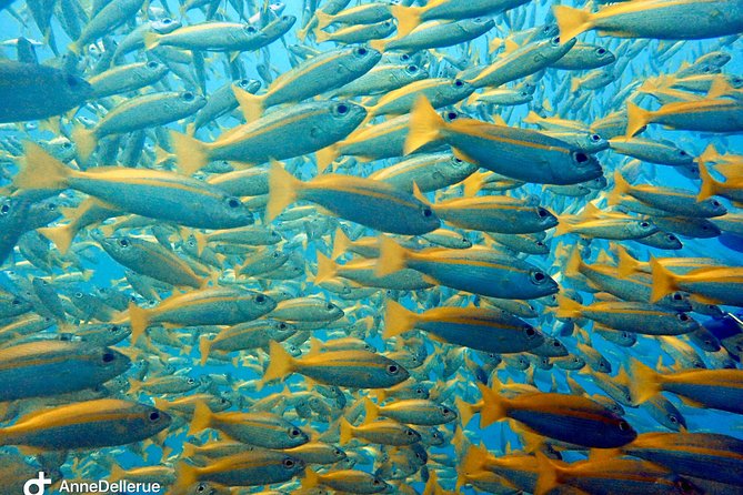 Dive trip with 2 dives (start from Ko Kut) - Three stops, two underwater sessions