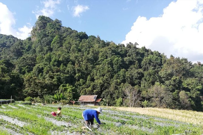Doi Inthanon Day Trip:Twin Pagodas,Soft Hiking,Coffee Plantation - Kew Mae Pan is the test of the day