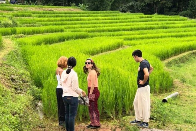 Doi Inthanon Day Trip:Twin Pagodas,Soft Hiking,Coffee Plantation - Lunch, transport, and the value of $43.15
