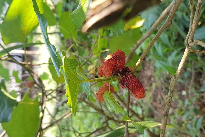 Doi inthanon National Park + 2Hour Fantastic Trekking with Lunch - Lunch, dietary needs, and the water question