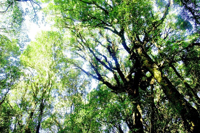 Doi Inthanon National Park, Waterfall & Royal Project Day Tour From Chiang Mai - Sirithan Waterfall and a quieter forest setting
