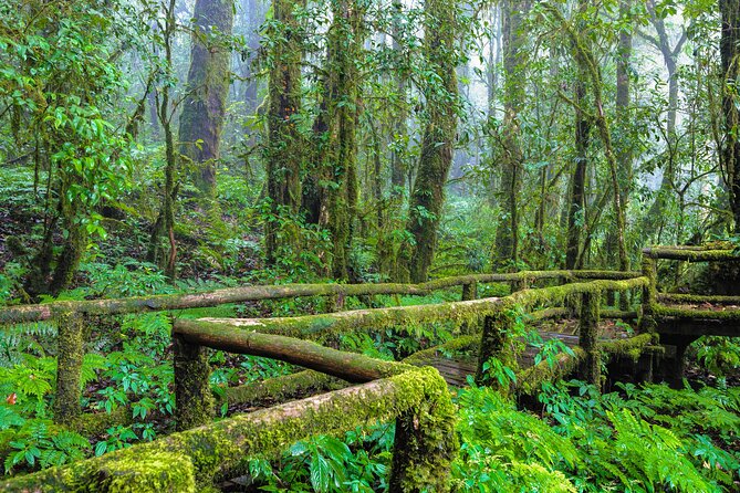 Doi Inthanon National Park, Waterfall & Royal Project Day Tour From Chiang Mai - How much walking should you expect?