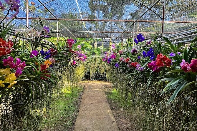 Doi Suthep Temple, Pha Lat Temple, Sticky Waterfall, Orchid farm - Bua Thong Sticky Waterfall: the day’s playful finish