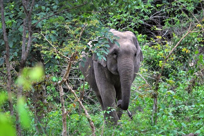 Elephant and Animal Watching in Kuiburi National Park - Join Afternoon Tour - Key points to know before you book