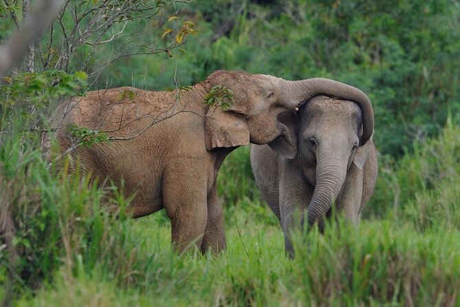 Elephant and Animal Watching in Kuiburi National Park - Join Afternoon Tour - Gaur, birds, and the animals beyond elephants