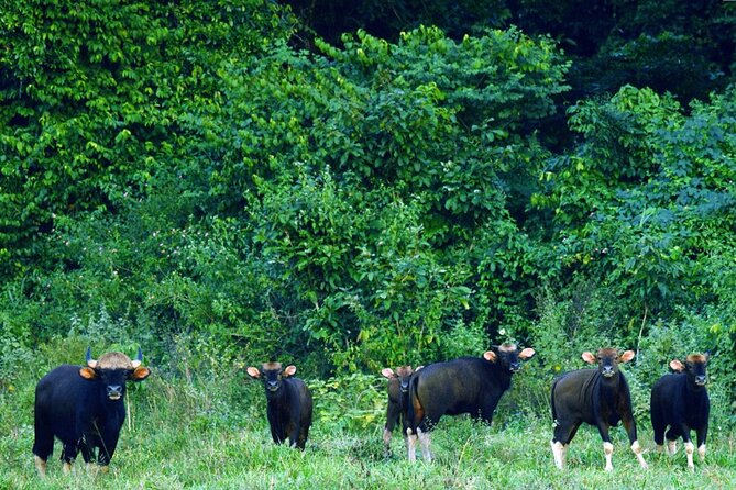 Elephant and Animal Watching in Kuiburi National Park - Join Afternoon Tour - The included Thai dinner near Kuiburi