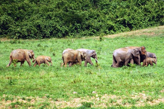 Elephant and Animal Watching in Kuiburi National Park - Join Afternoon Tour - What the $87.99 price really covers