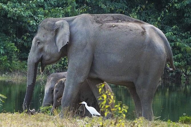 Elephant and Wildlife Watching in Kuiburi National Park - Private Afternoon Tour - What makes this Kuiburi safari different