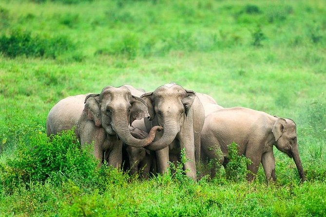Elephant and Wildlife Watching in Kuiburi National Park - Private Afternoon Tour - What you might actually see
