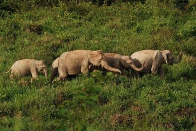 Elephant and Wildlife Watching in Kuiburi National Park – Private Afternoon Tour