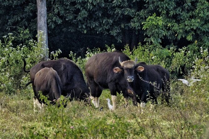 Elephant and Wildlife Watching in Kuiburi National Park - Private Afternoon Tour - Why the guides make a real difference