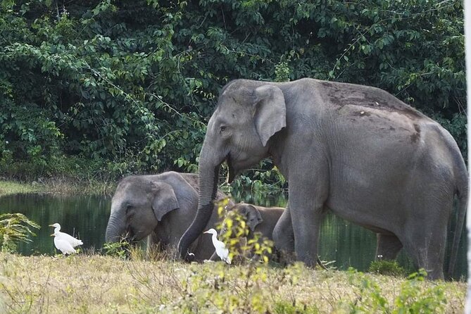 Elephant and Wildlife Watching in Kuiburi National Park - Private Afternoon Tour - Dinner after the wildlife search