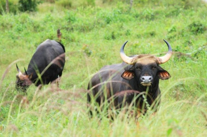 Elephant and Wildlife Watching in Kuiburi National Park - Private Afternoon Tour - Who should book this seven-hour outing?