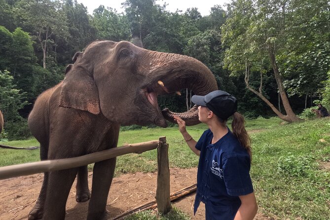 Elephant care program at CHIANGMAI ELEPHANT CARE - Key points to know before you book
