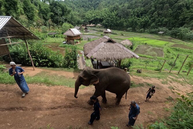Elephant care program at CHIANGMAI ELEPHANT CARE - The morning pickup and the ride north