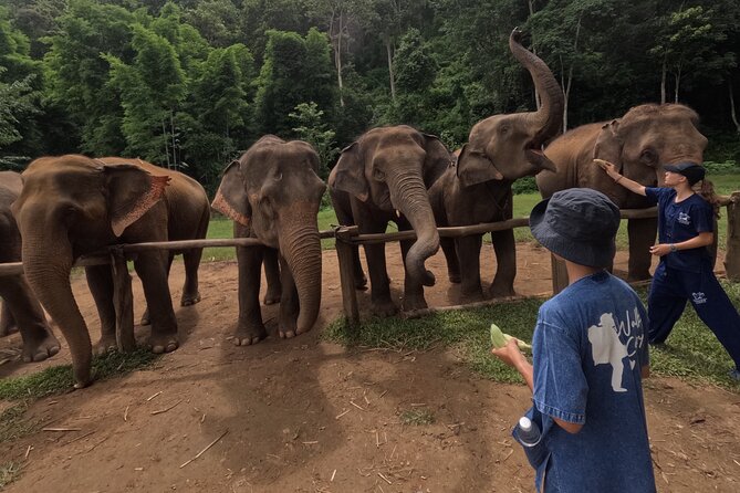 Elephant care program at CHIANGMAI ELEPHANT CARE - The important question about bathing and water time