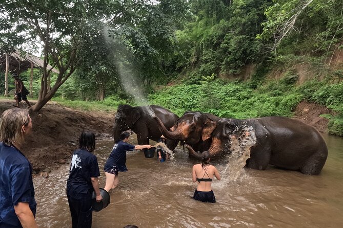Elephant care program at CHIANGMAI ELEPHANT CARE - Lunch, muddy boots, and the return to Chiang Mai