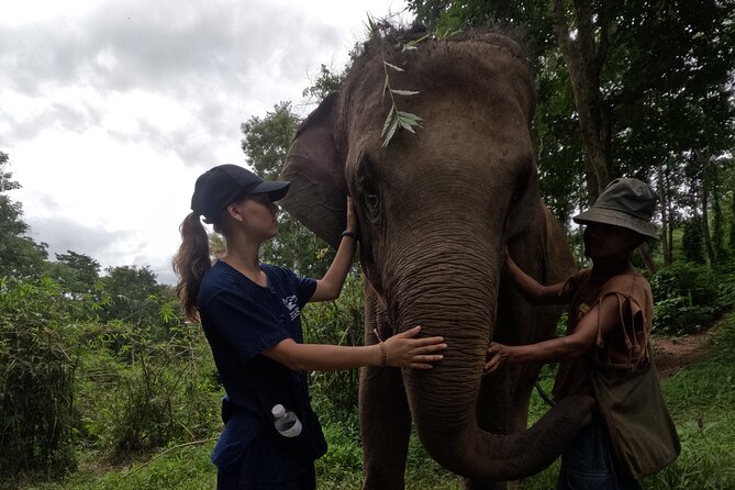 Elephant care program at CHIANGMAI ELEPHANT CARE - Is $52 a fair price?