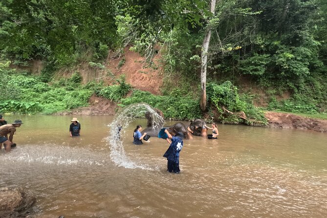 Elephant care program at CHIANGMAI ELEPHANT CARE - Learning how elephants behave in a natural setting
