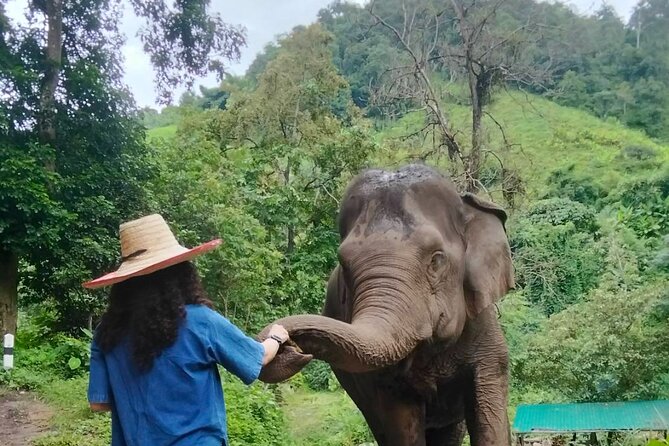 Elephant Experience and Hidden Jungle Waterfall Chiang Mai - Why the elephants are the real heart of the day