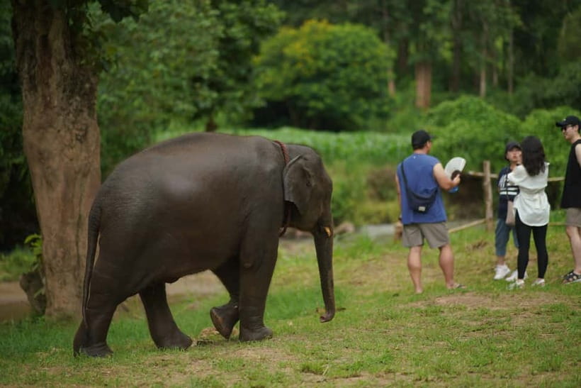 Elephant Habitat Park Feeding Entry & Rafting Van Transfer - Who should book this outing?