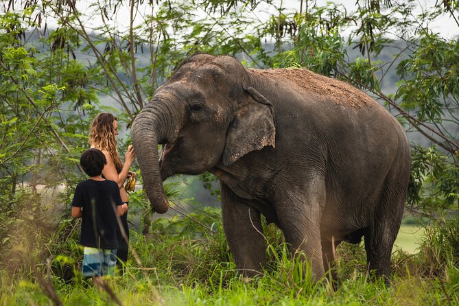 Elephant Jungle Sanctuary: Half Day Morning Program - Key points to know before you go