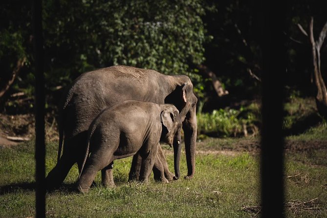 Elephant Jungle Sanctuary: Half Day Morning Program - Thai lunch at about 10 a.m.