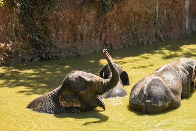 Elephant Nature Experience with Lunch at Bukit Elephant Park - Key points to know before you go