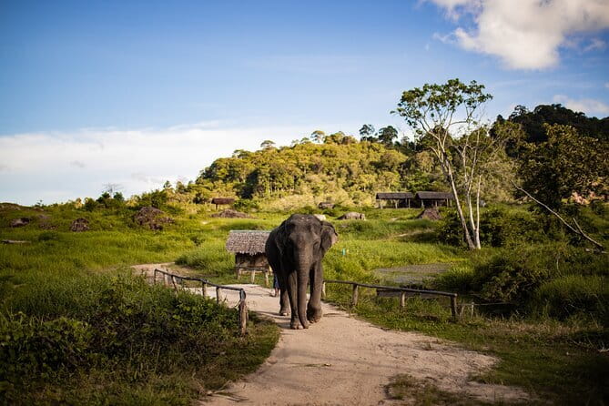 Elephant Nature Experience with Lunch at Bukit Elephant Park - Why Bukit Elephant Park takes a different approach