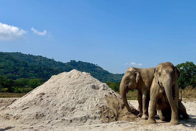 Elephant Nature Experience with Lunch at Bukit Elephant Park - Practical tips for a smoother visit