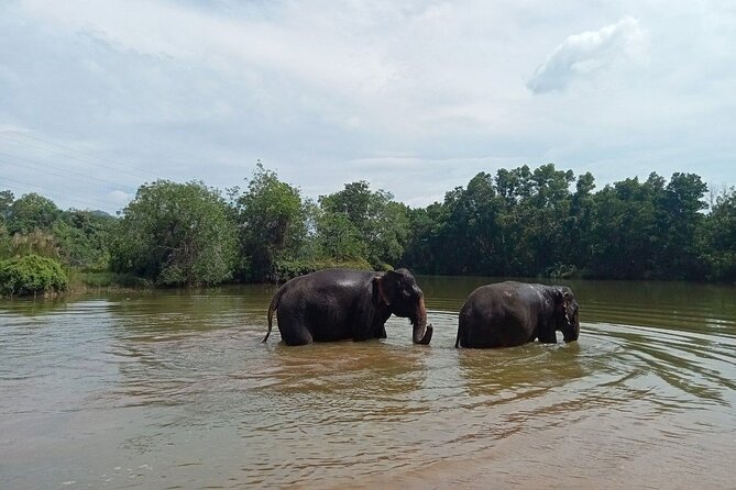 Elephant Sanctuary Small Group Tour in Phuket - What the four-hour visit is really like