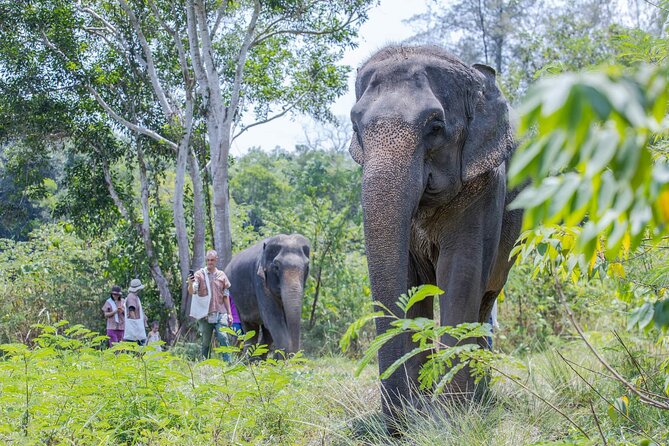 Elephant Sanctuary Small Group Tour in Phuket - Feeding, photos, and time near the water