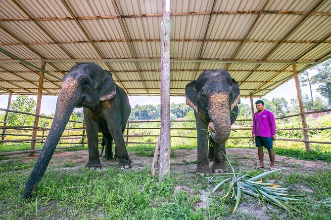 Elephant Sanctuary Small Group Tour in Phuket - Is $97.83 a fair price?