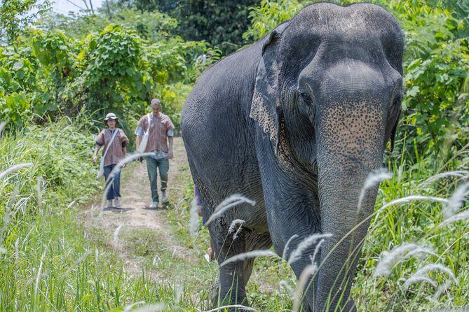 Elephant Sanctuary Small Group Tour in Phuket - Meeting elephants that can walk away