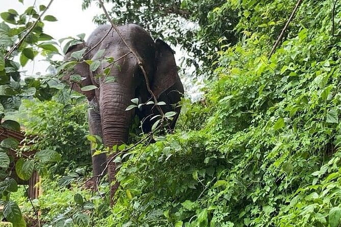 Elephant Sanctuary, Wat Ban Den & Sticky Waterfall - The day at a glance
