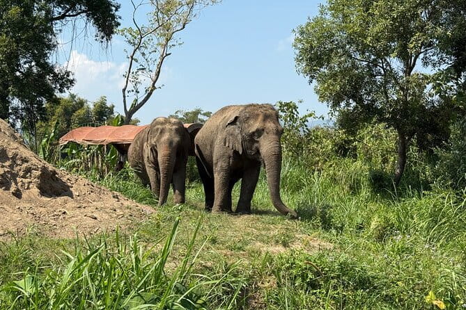 Elephant Sanctuary, Wat Ban Den & Sticky Waterfall - Why this Chiang Mai day works so well
