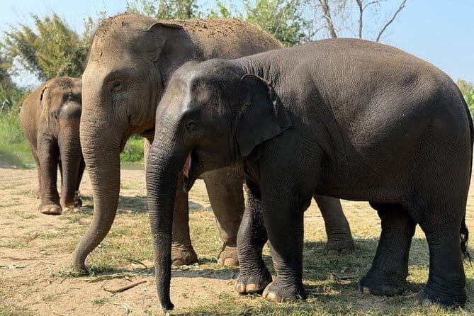Elephant Sanctuary, Wat Ban Den & Sticky Waterfall - Wat Ban Den and northern Thai design