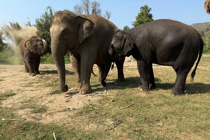 Elephant Sanctuary, Wat Ban Den & Sticky Waterfall - Meeting rescued elephants at Pang Maidaeng